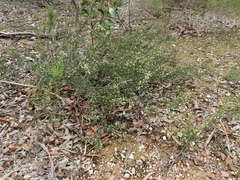 Spyridium eriocephalum