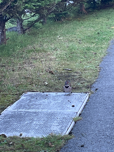 Northern Flicker