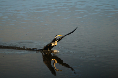 Oriental Darter