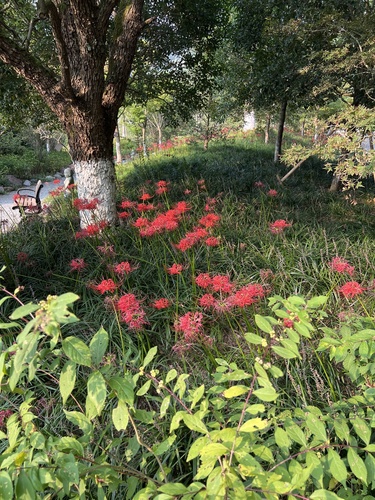 red spider lily