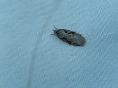 Semioscopis packardella