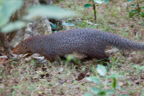 Sri Lankan Ruddy Mongoose