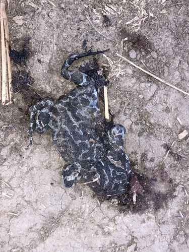 Green Toad