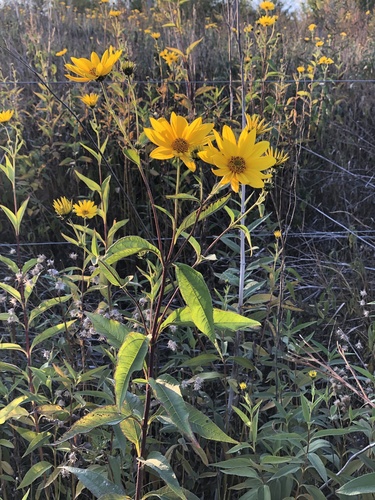 Jerusalem artichoke