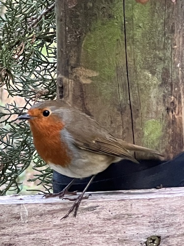 European Robin