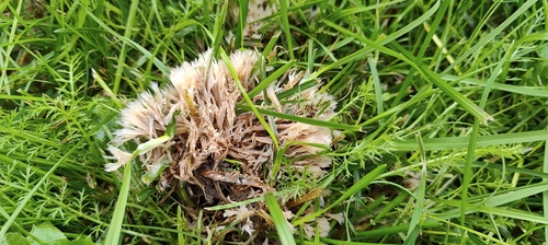 Urchin Earthfan