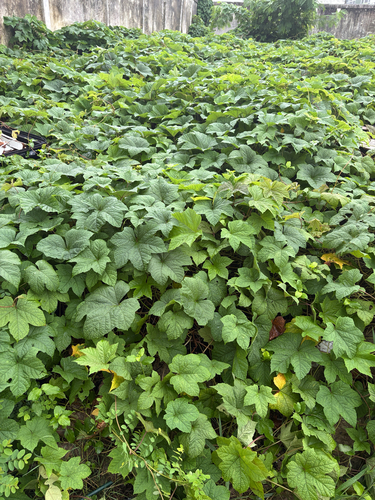 Camonea vitifolia observed 2026-09-26