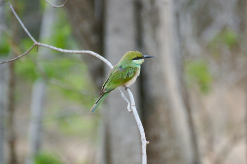 Asian Green Bee-eater