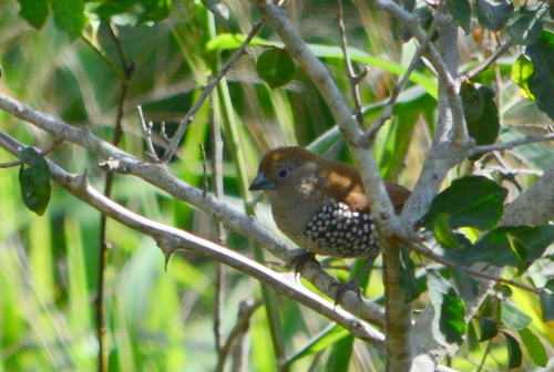 iNaturalist image