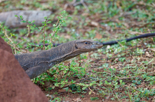 Bengal Monitor