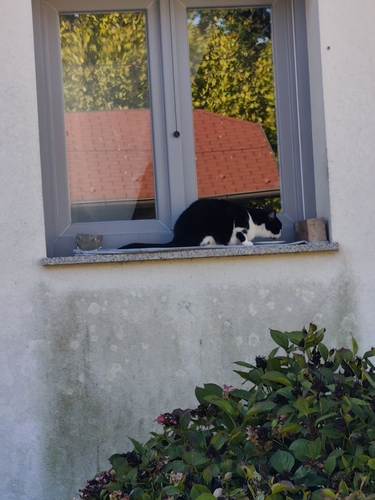 Domestic Cat