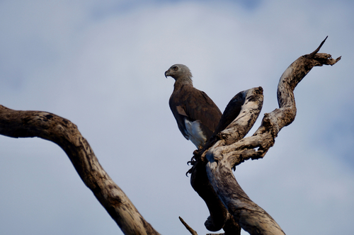 Gray-headed Fish-Eagle