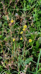 Lactuca serriola
