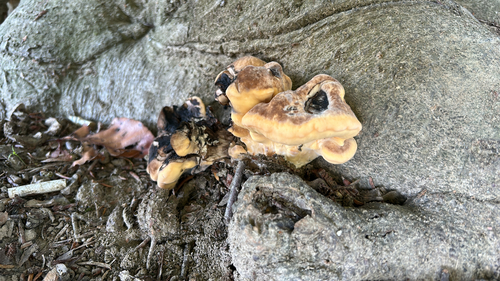 Giant Polypore