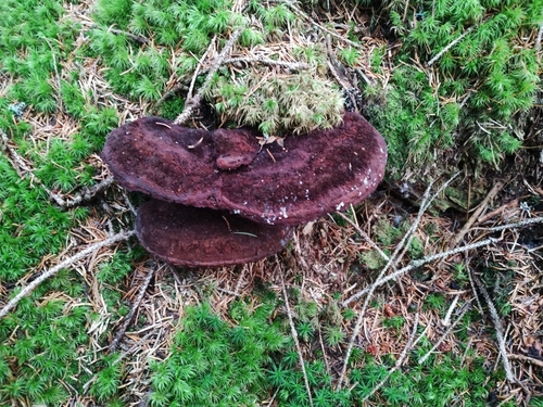 European Dyer's Polypore