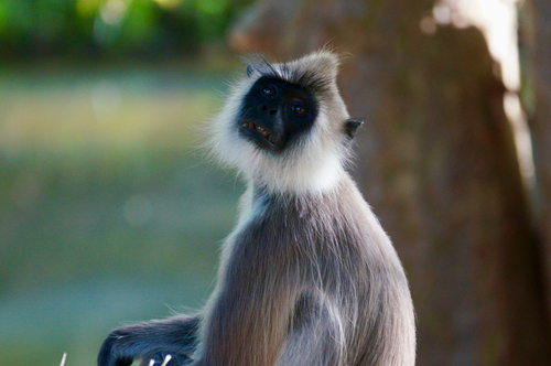 Tufted Gray Langur