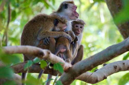 Toque Macaque