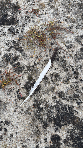 Plume de Mouette tridactyle