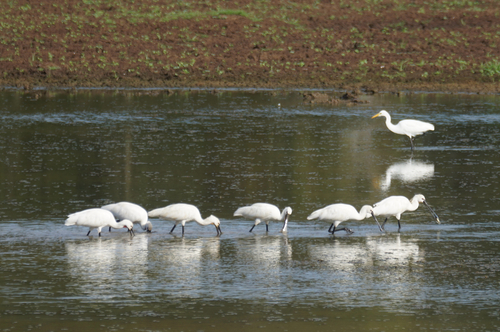 Eurasian Spoonbill