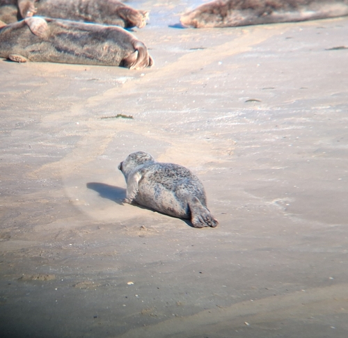 Harbor Seal