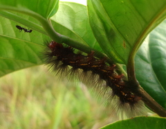Lepidoptera