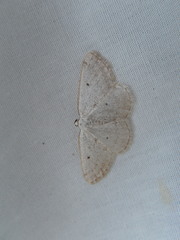 Lomographa glomeraria