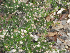 Spyridium eriocephalum