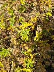 Alchemilla alpina