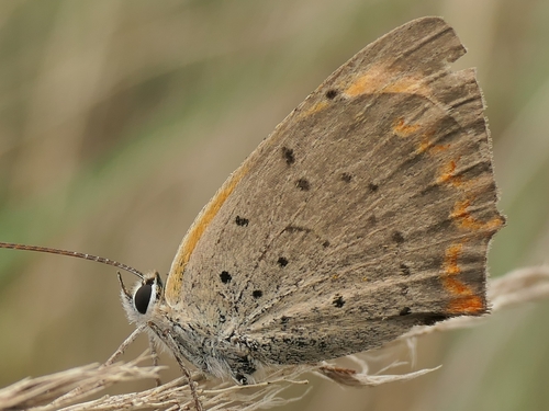 Small Copper
