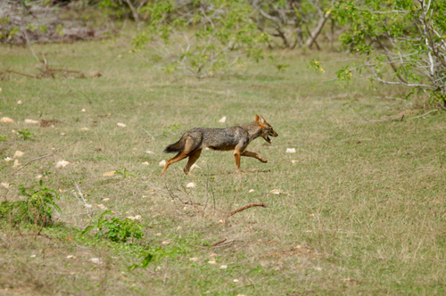 Sri Lankan Jackal