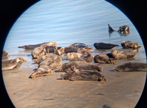 Grey Seal