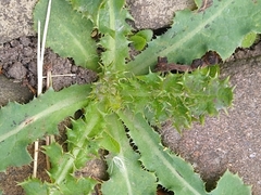 Sonchus