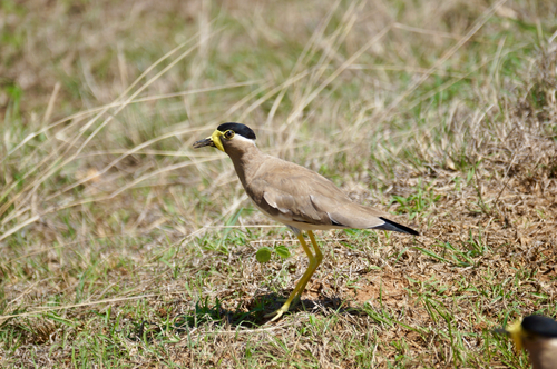 Yellow-wattled Lapwing