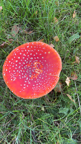 Fly Agaric