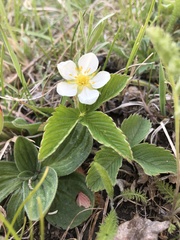 Fragaria orientalis