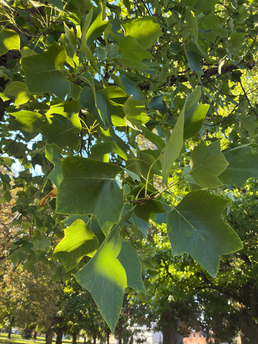 American tuliptree