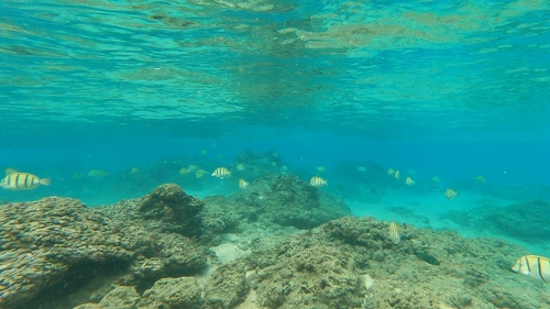 Convict Surgeonfish