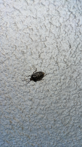 Mottled Stink Bug