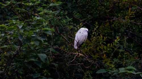 Little Egret