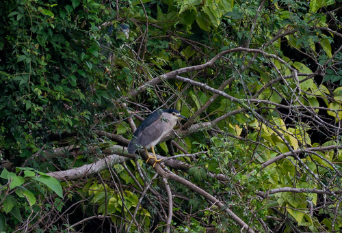 Black-crowned Night Heron