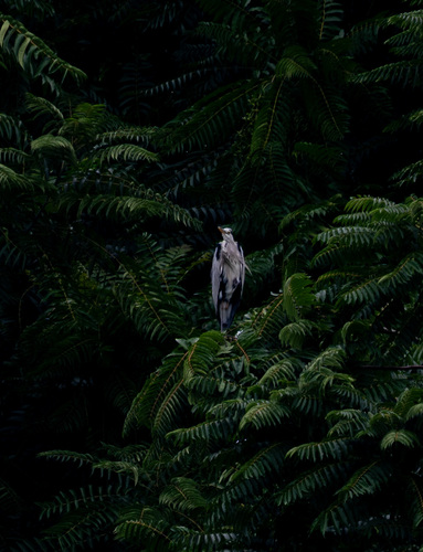 Grey Heron