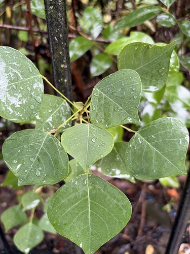 Chinese Tallow