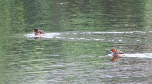 Little Grebe