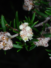 Spyridium eriocephalum