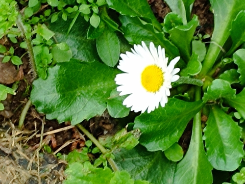Lawn daisy