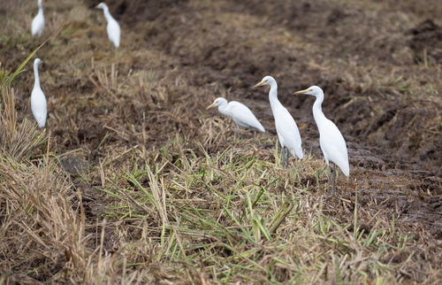 Eastern Cattle-Egret