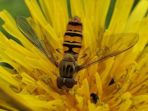 Marmalade Hover Fly