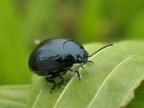 Plantain Leaf Beetle