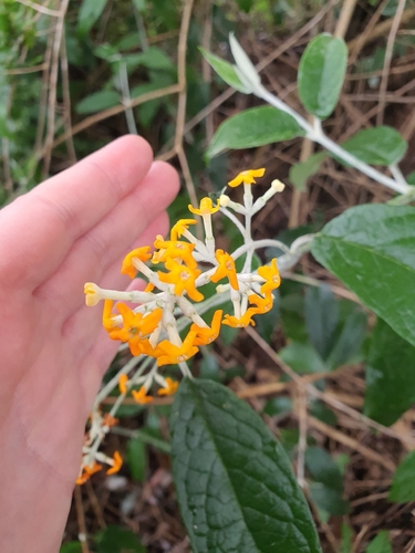 Buddleja madagascariensis