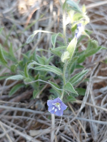 Evolvulus alsinoides